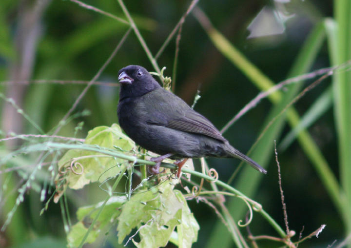 Black-faced Grassquit; male