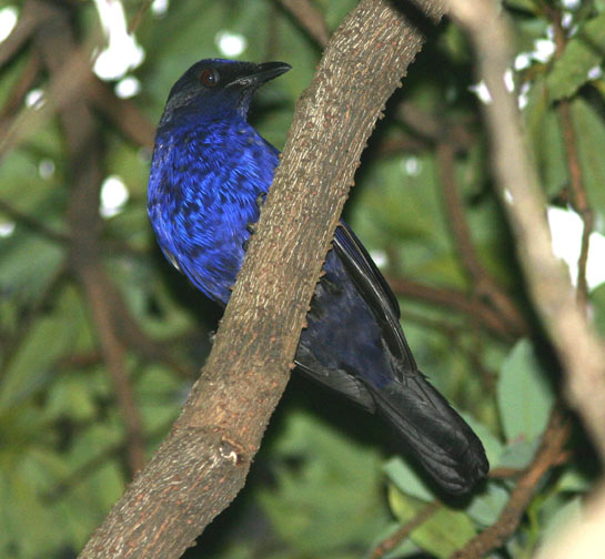 Taiwan Whistling-Thrush; Endemic