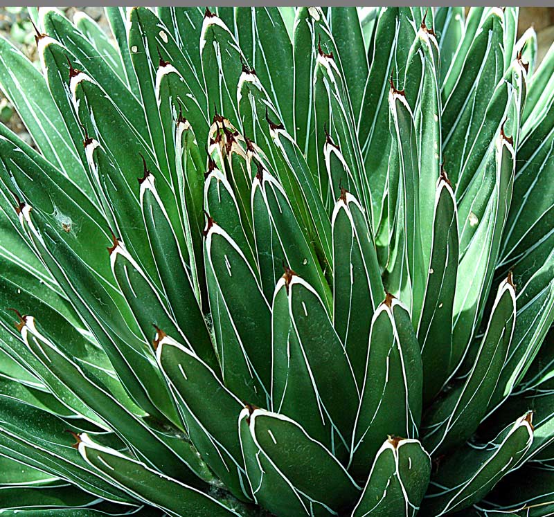 agave.jpg