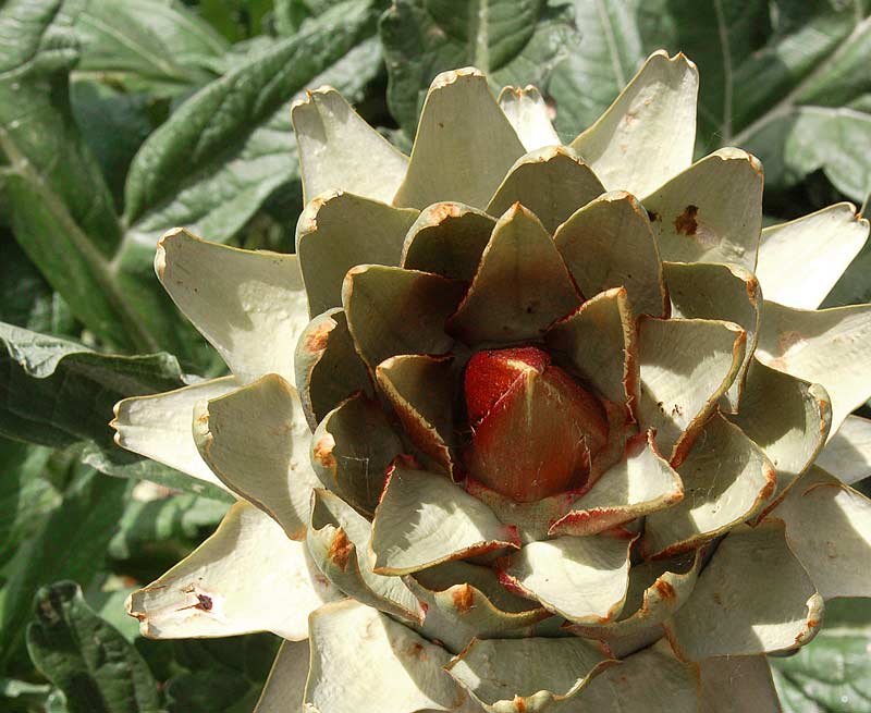 artichoke-2.jpg