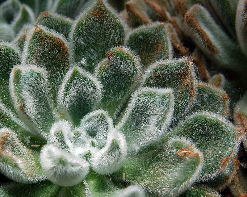 hairy-succulent.jpg