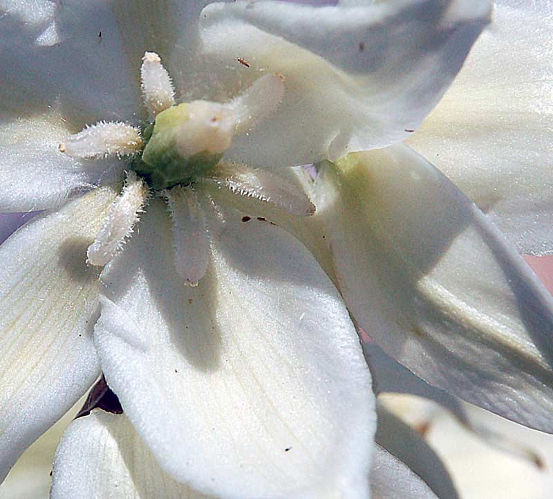 yucca-flower.jpg