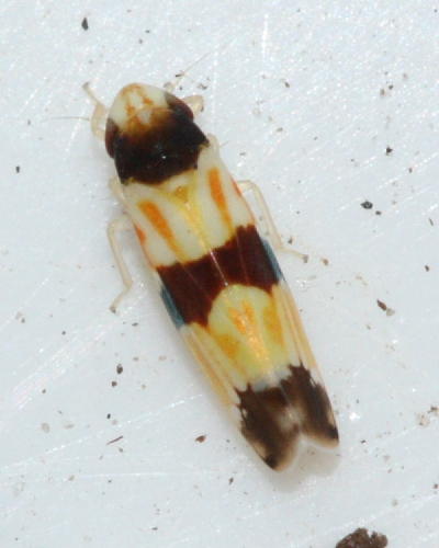 Erythroneura tricincta (Typhlocybinae)