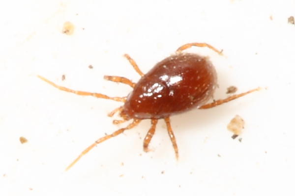 Predatory mite, family Parasitidae