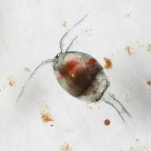 Cyclopoid copepod
