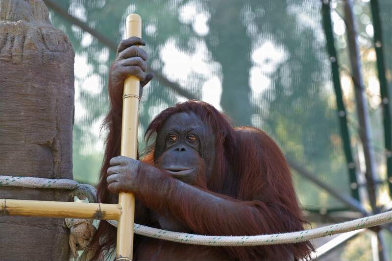 Phoenix Zoo
