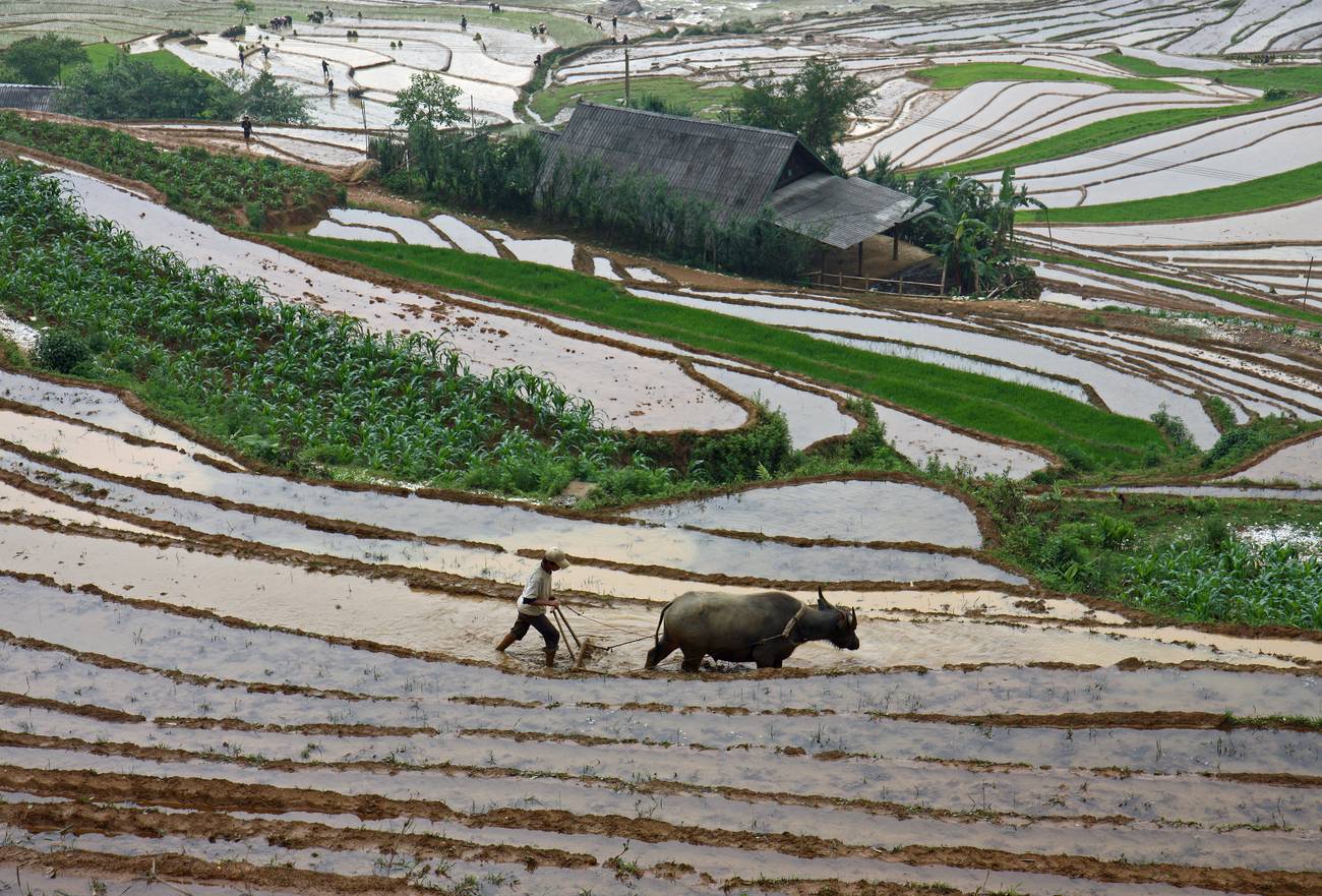 The mountainside rice terraces of SE Asia and China are among the great wonders of the world