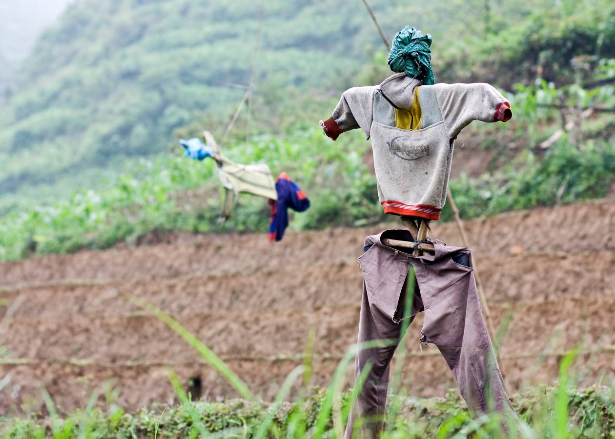 Scarecrows 