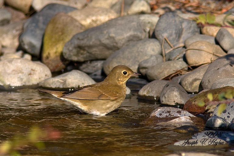 Swainsons Thrush