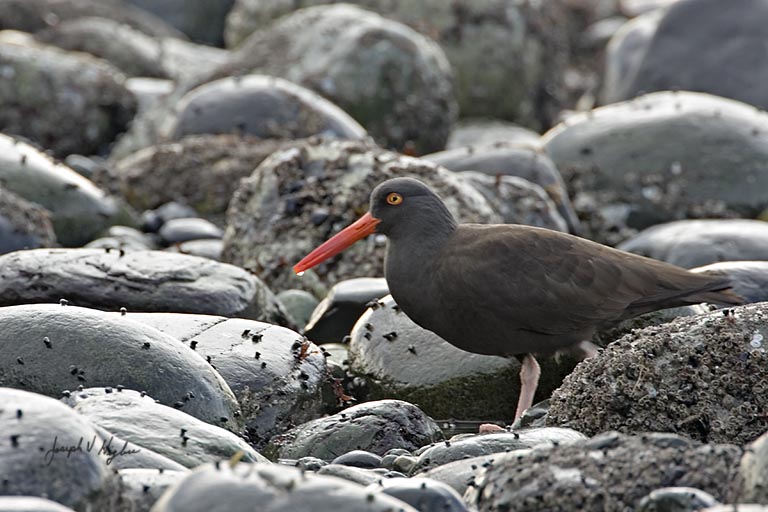 Black Oystercatcher