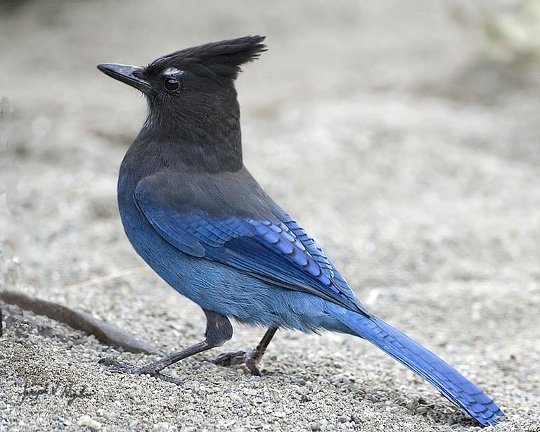 Stellers Jay