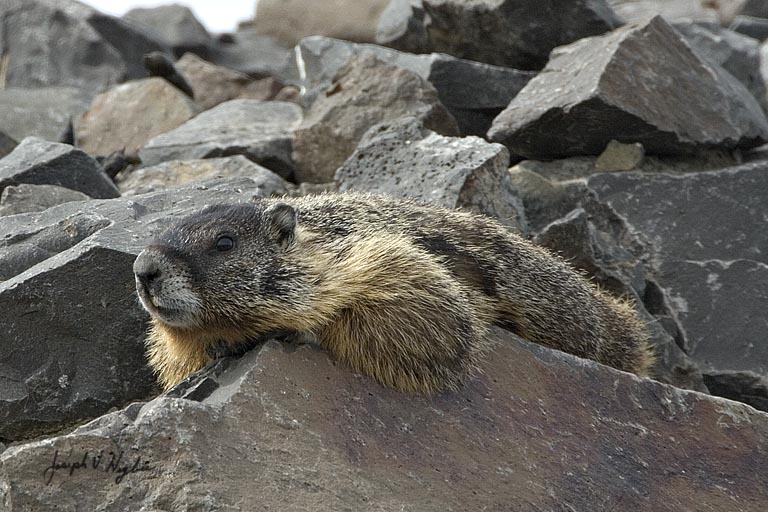 Yellow-bellied Marmot