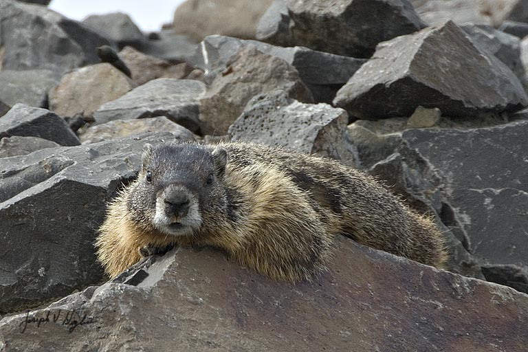 Yellow-bellied Marmot