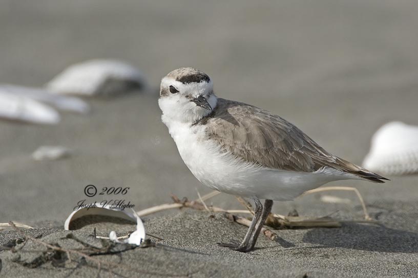 Snowy Plover