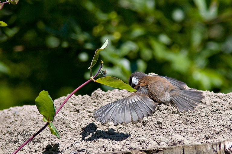 Chestnut-backed Chickadee juvenile