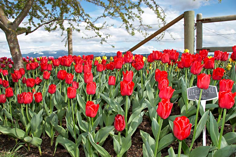 IMG_7811_tulips.jpg