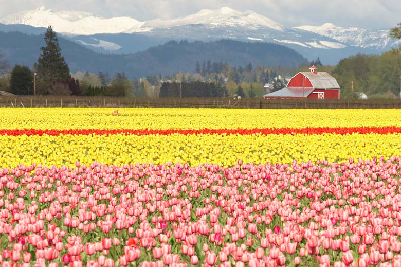 IMG_7905_tulips.jpg