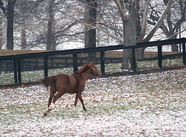 Secretariat