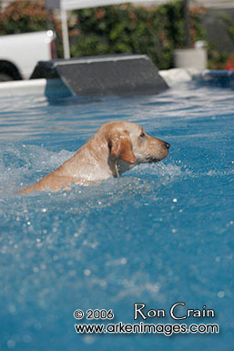 August 6th 2006 Splash Dogs event at Mel Cotton's, San Jose, CA