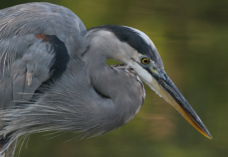 great blue heron 349