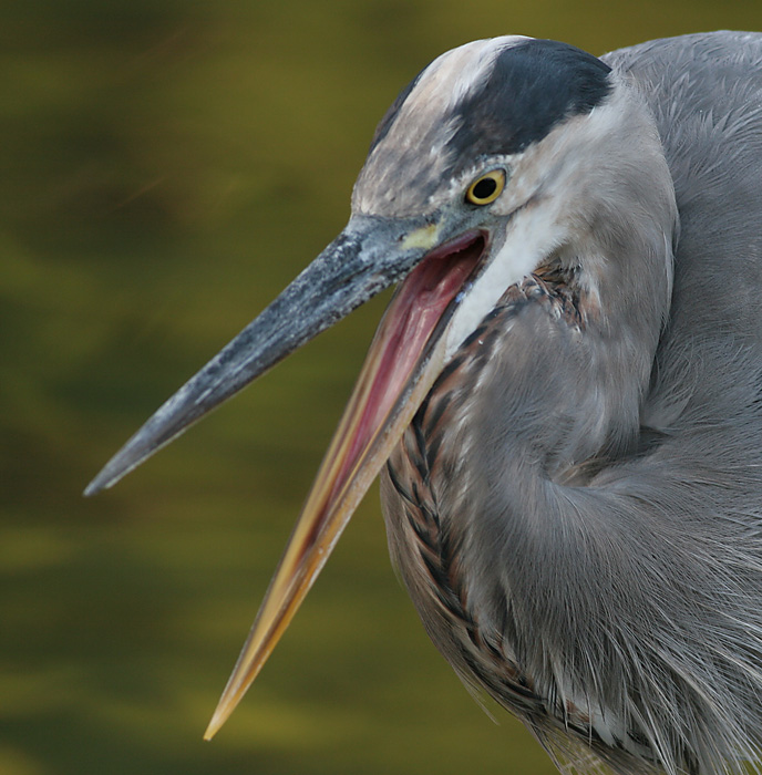 great blue heron 359