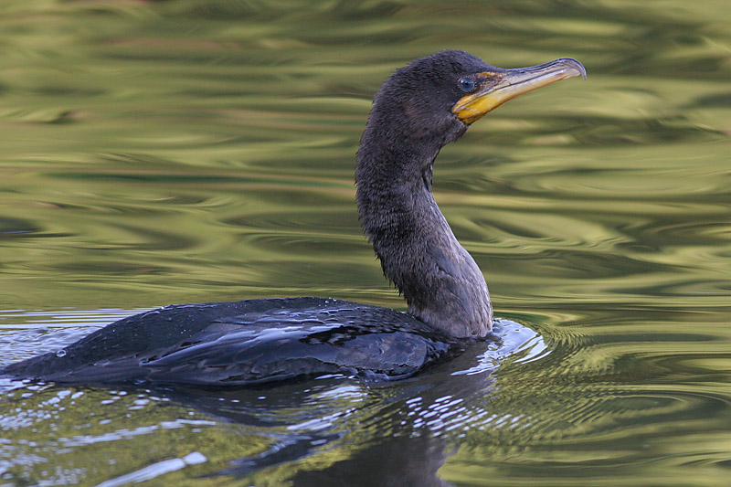 cormorant 80