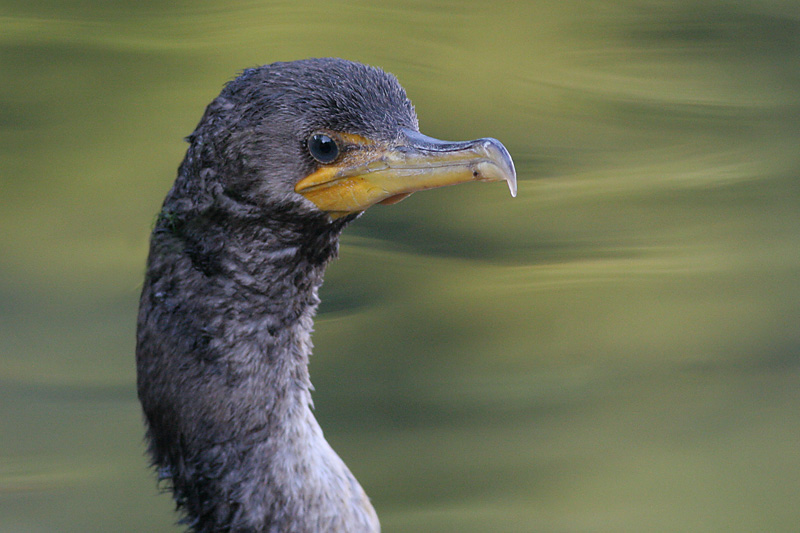 cormorant 81