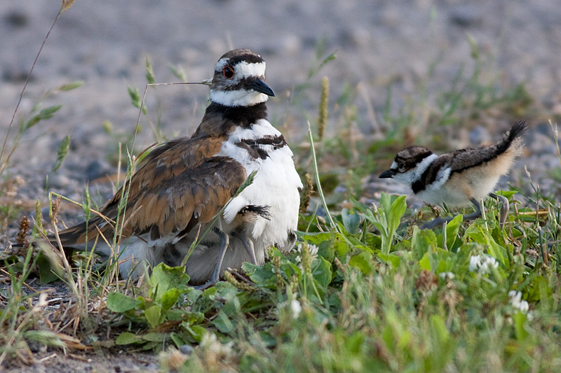 killdeer family 4