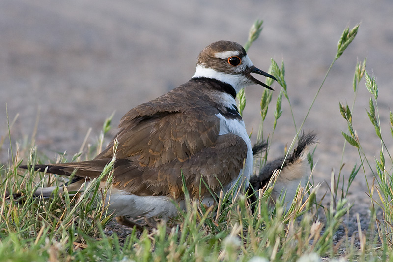 killdeer family 10