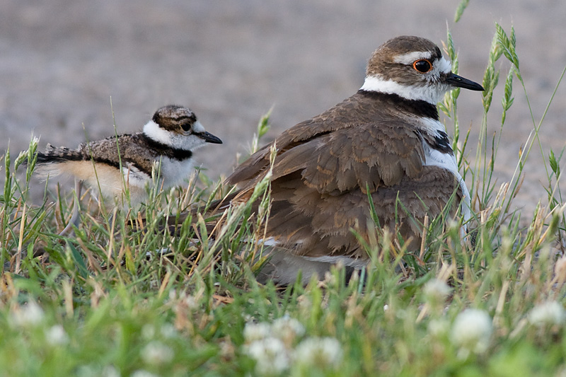 killdeer family 11