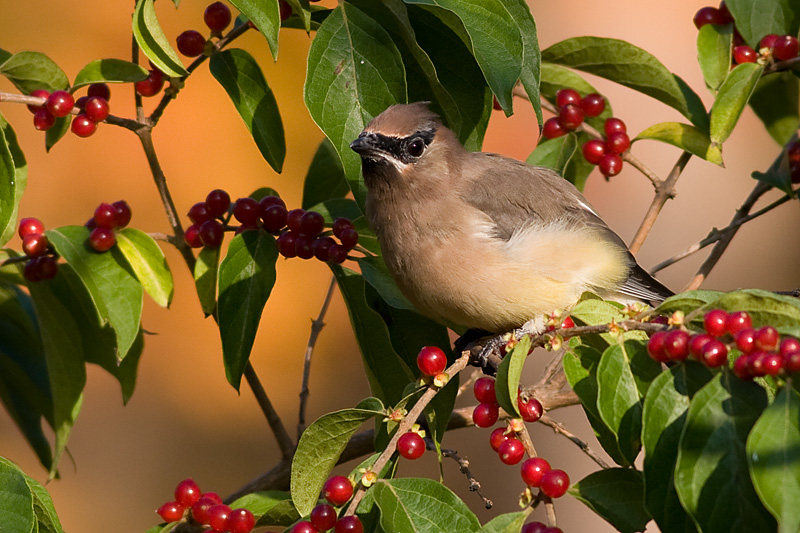 cedar waxwing 62