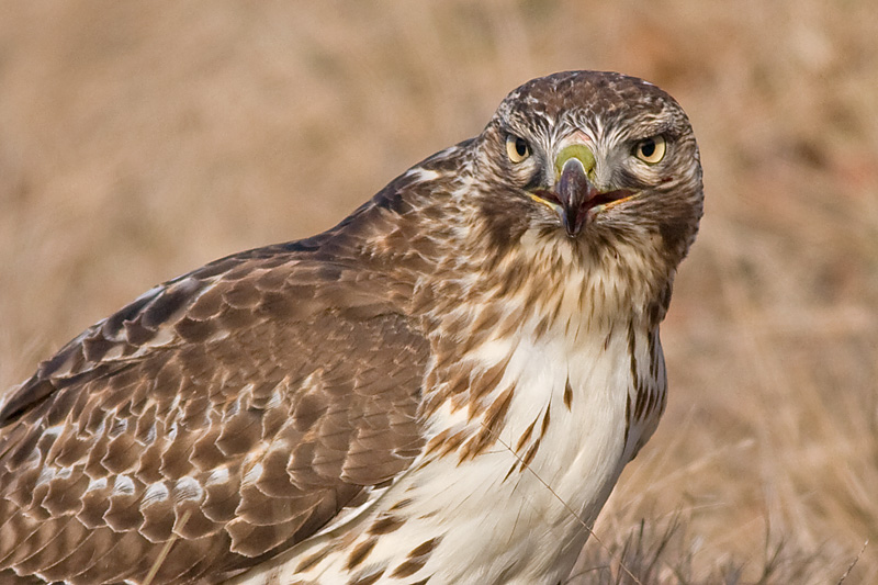red-tailed hawk 167