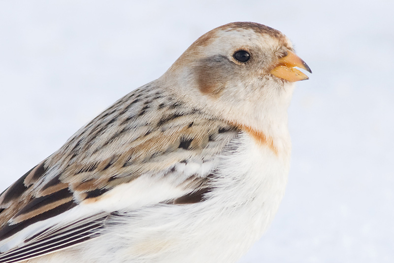 snow bunting 10