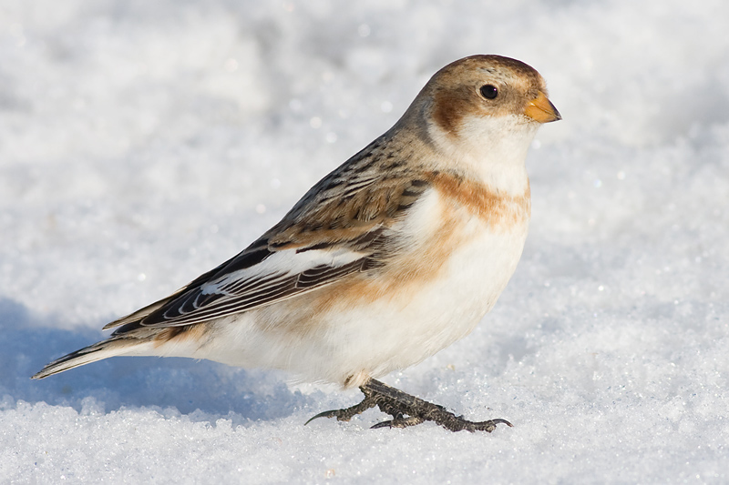 snow bunting 17