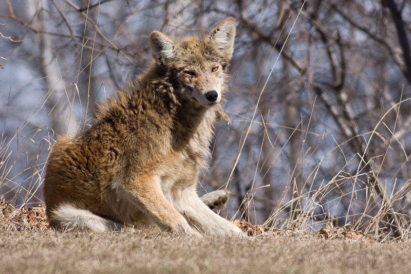 mangy coyote 1