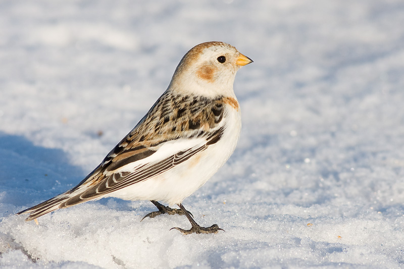 snow bunting 20