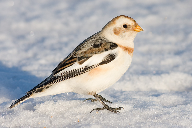 snow bunting 22
