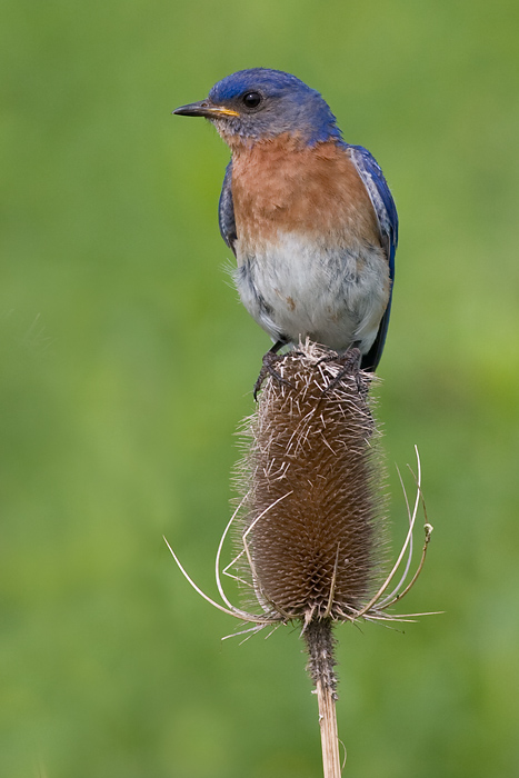 Bluebird - Male