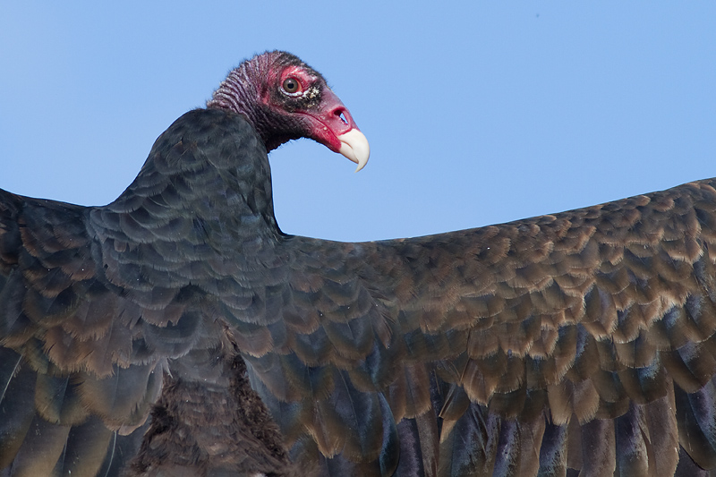 turkey vulture 83