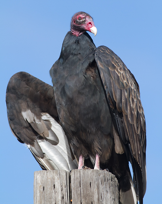 Turkey Vulture