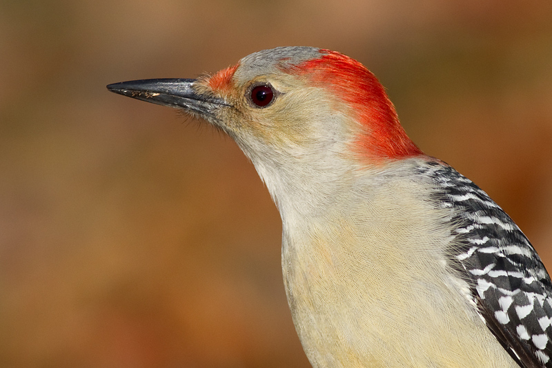 red-beillied woodpecker 216