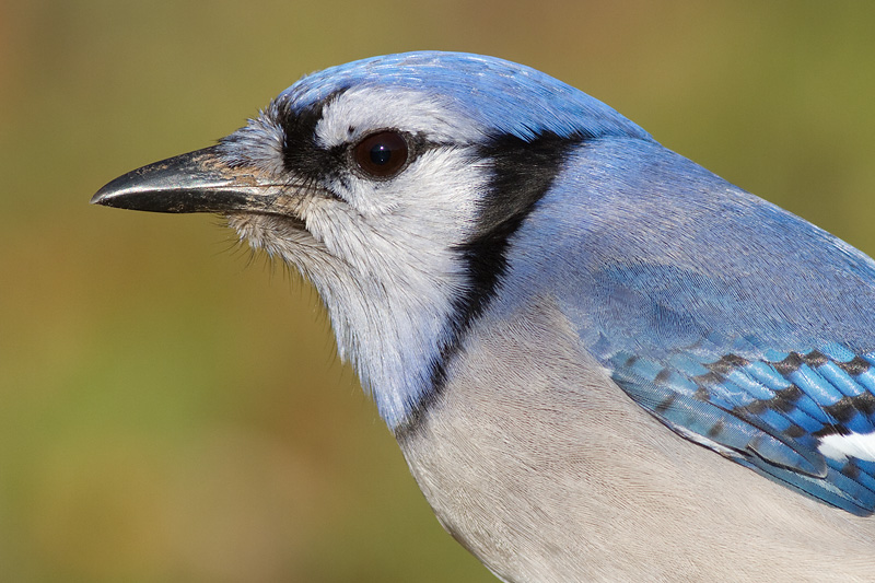 blue jay 194
