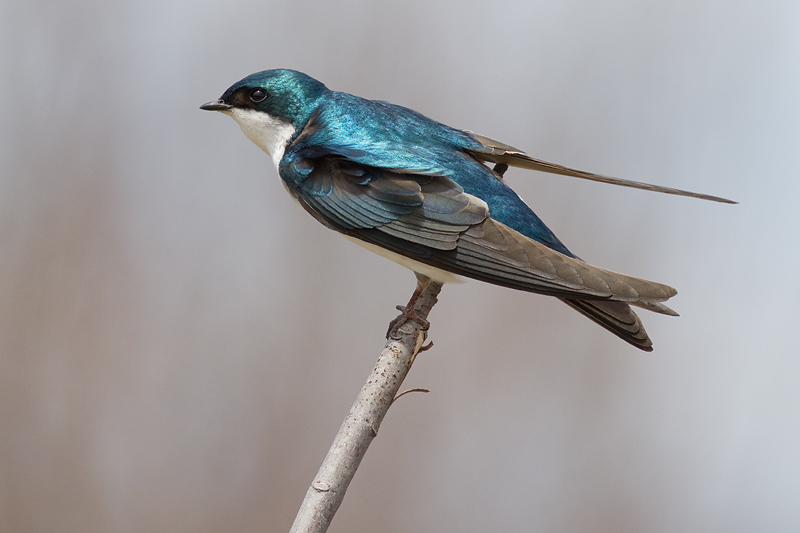 tree swallow 243