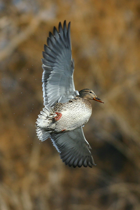 American black duck 4