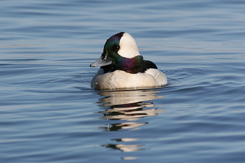 bufflehead 19