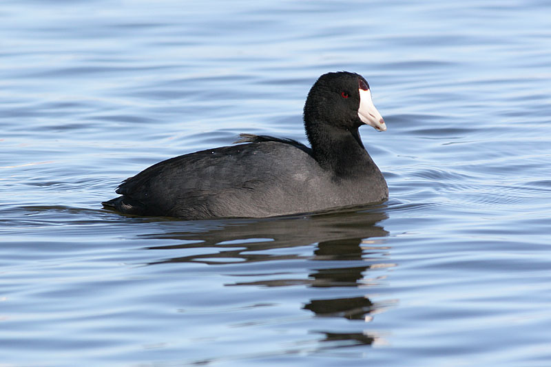 Coot