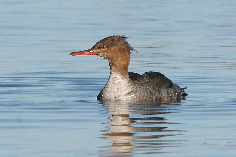 Red-Breasted Merganser - Female