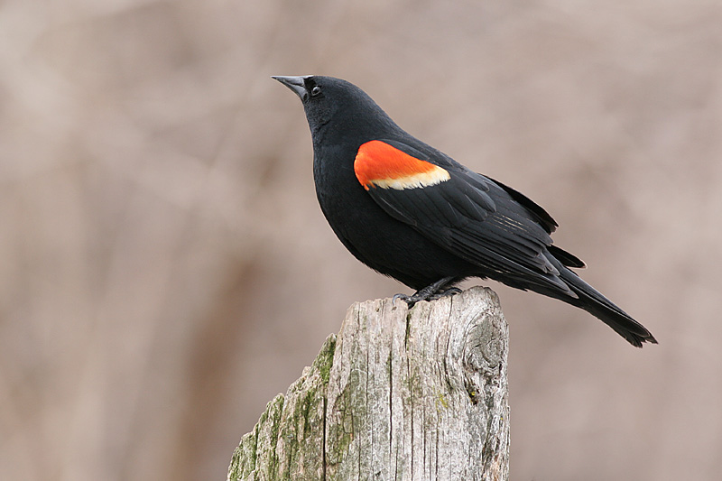 red winged blackbird 9