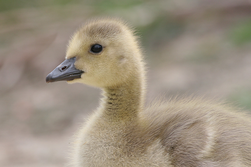 gosling 142