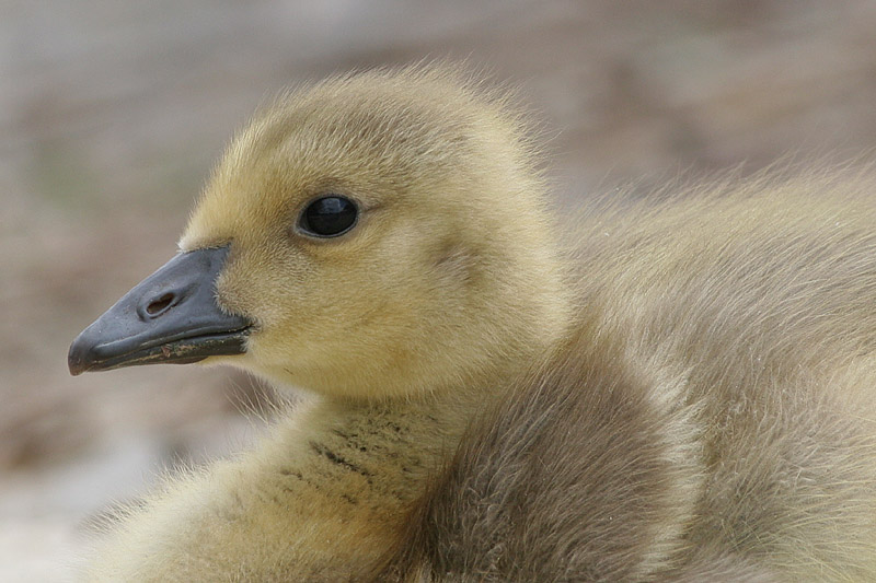 gosling 143